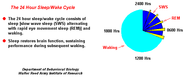 The 24-Hour Sleep/Wake Cycle